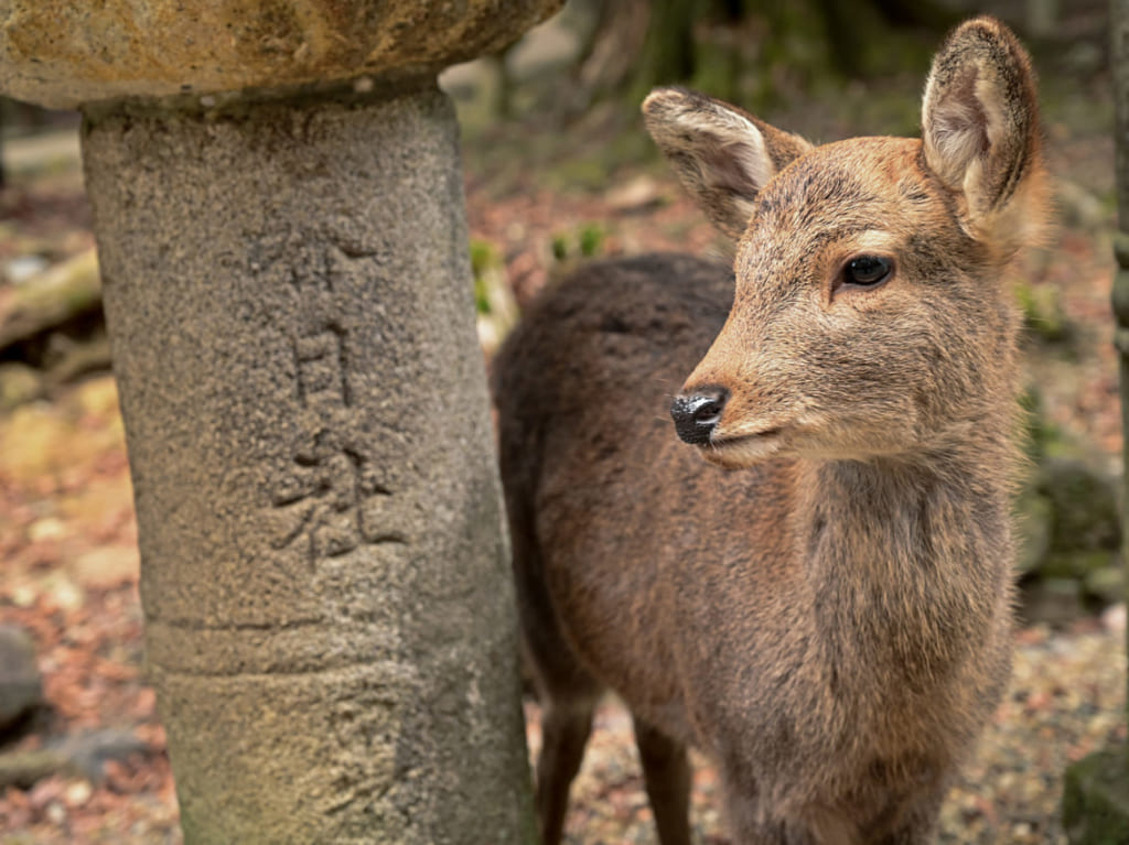 鹿と神社