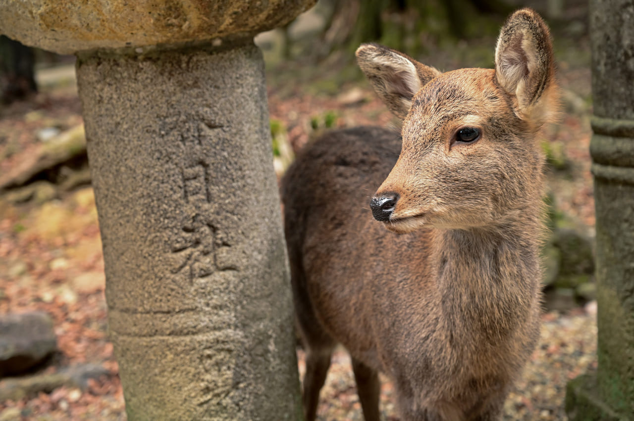 鹿と神社