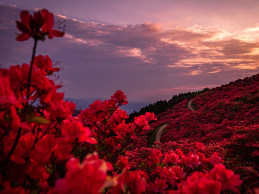 葛城山つつじ