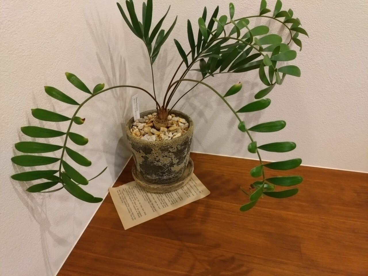 SOLA CAFEの観葉植物