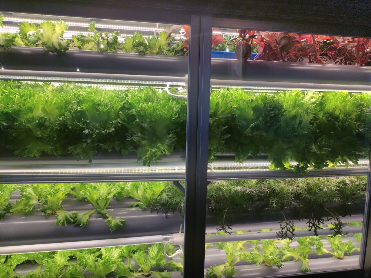 植物工場カフェSolfioの水耕栽培（室内栽培）