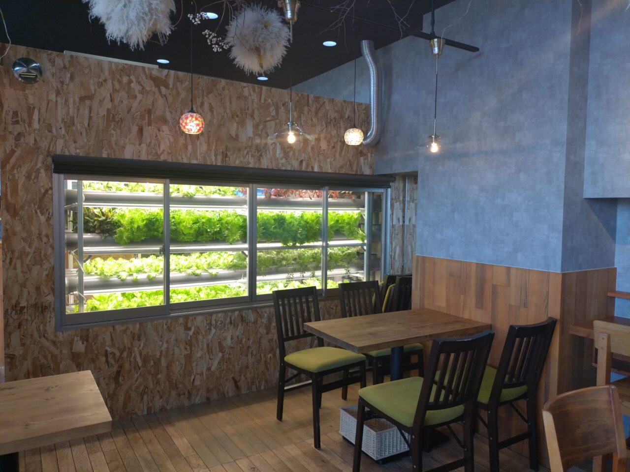 植物工場カフェSolfioの水耕栽培（室内栽培）