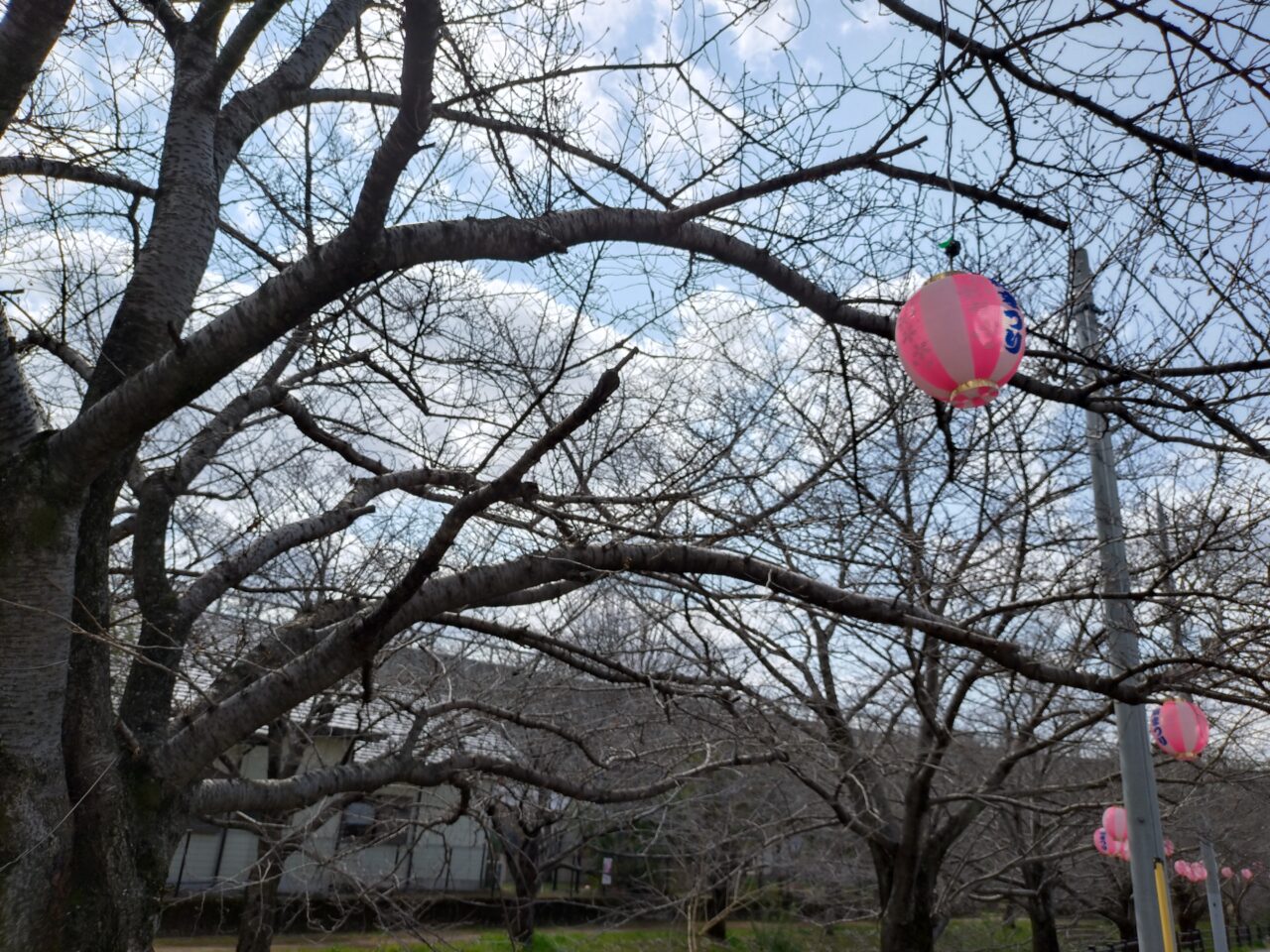 北今市桜まつり