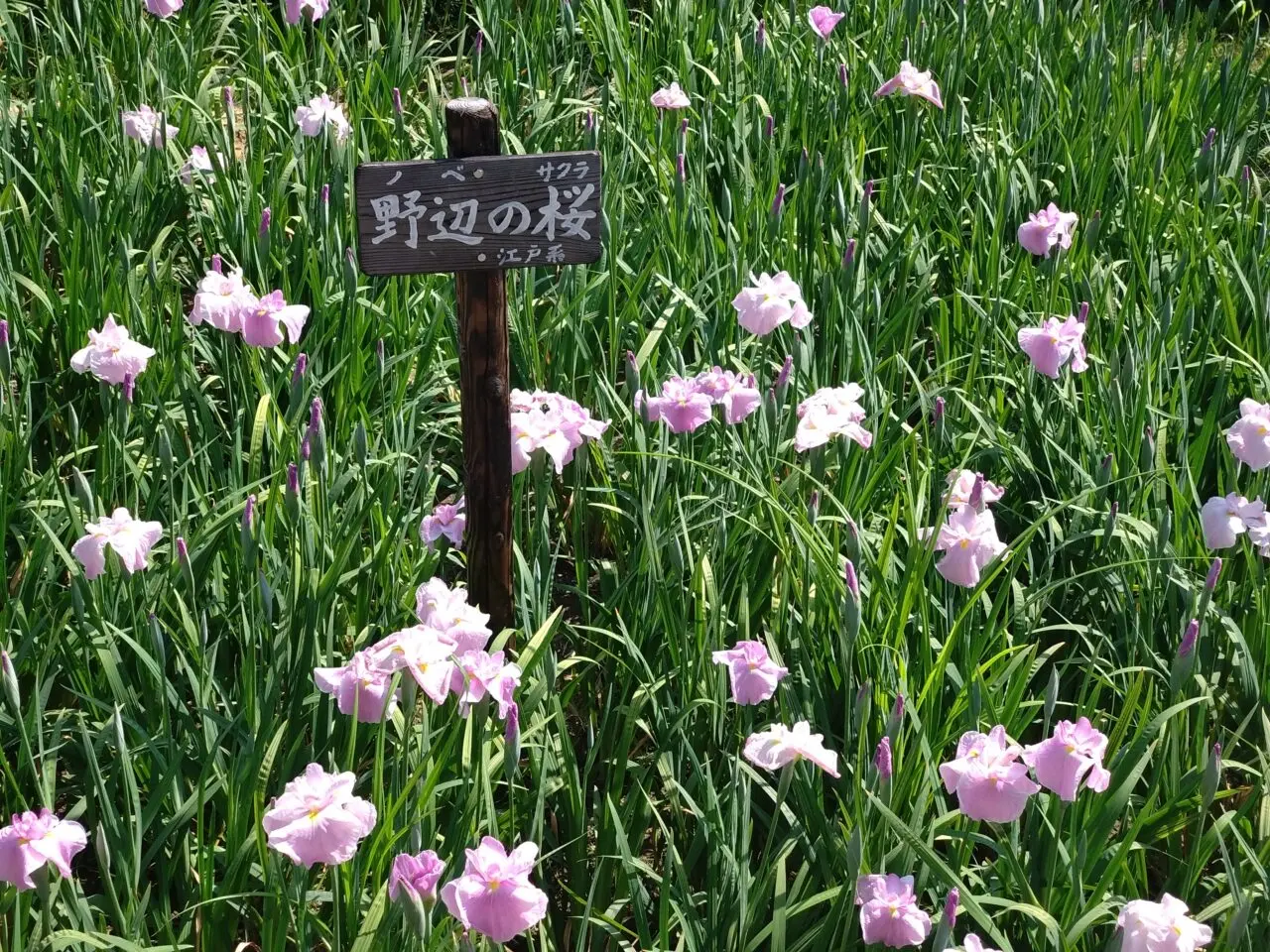 馬見丘陵公園